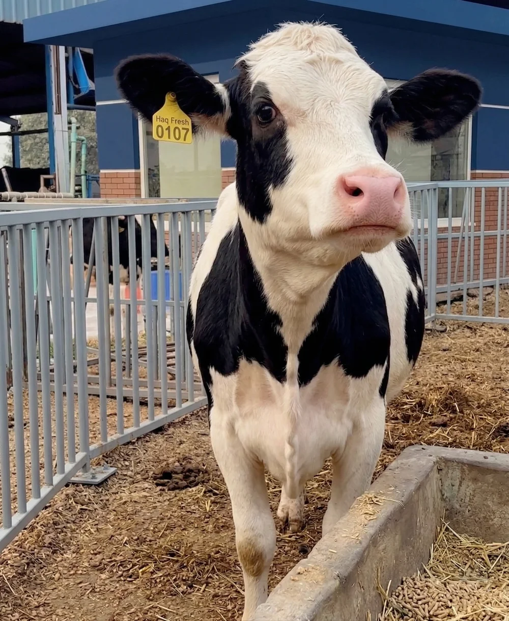 Pure milk Lahore - Healthy Dutch cow at Haq Fresh farm in Wapda Town