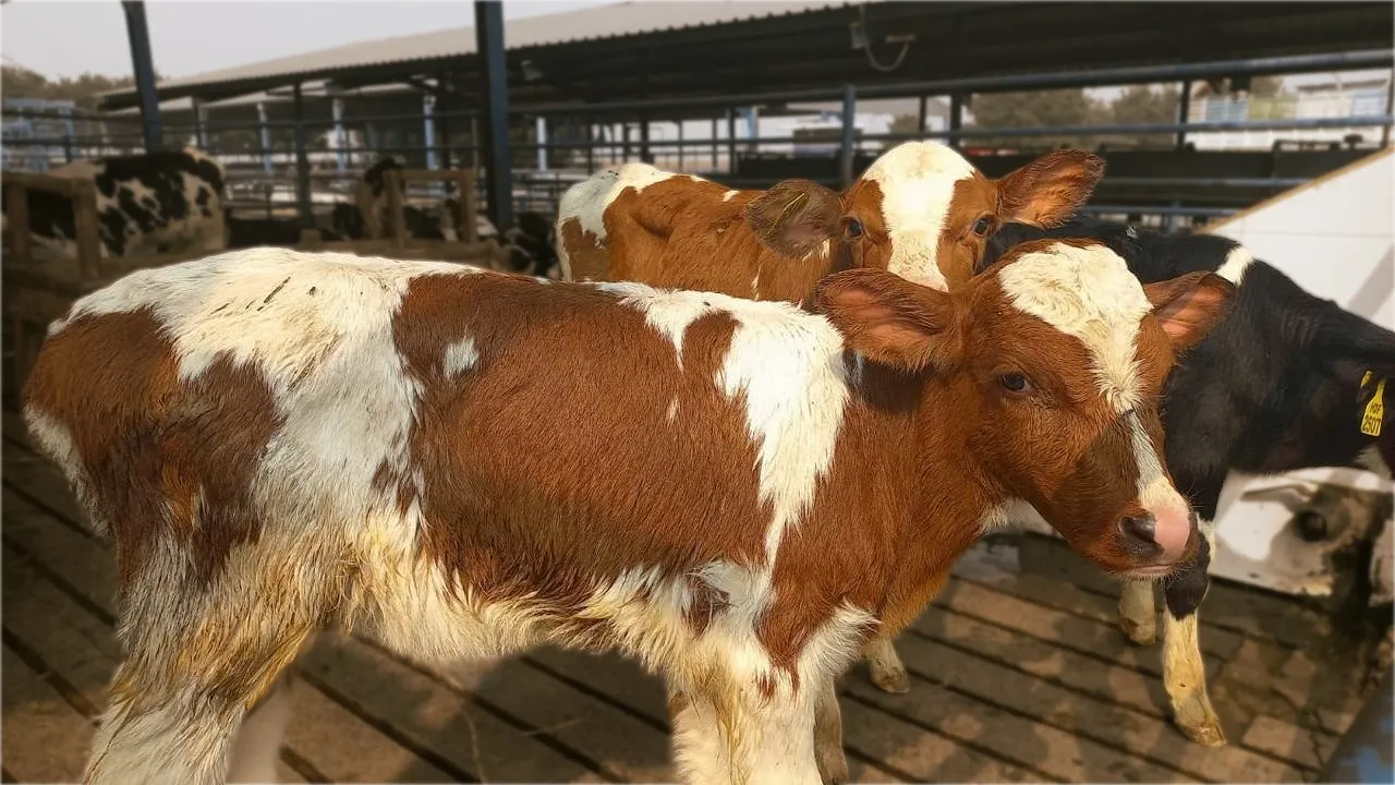 Healthy Dutch cows - Haq Fresh farm Lahore