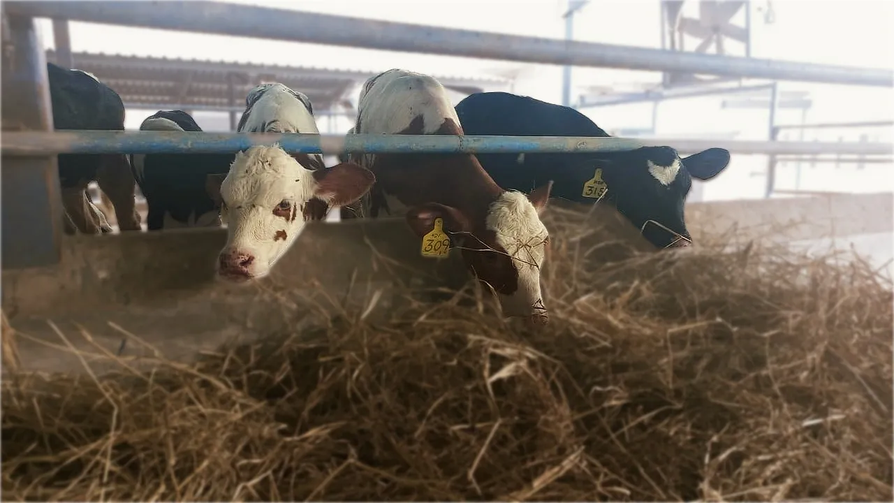 Haq Fresh — healthy Dutch cattle herd