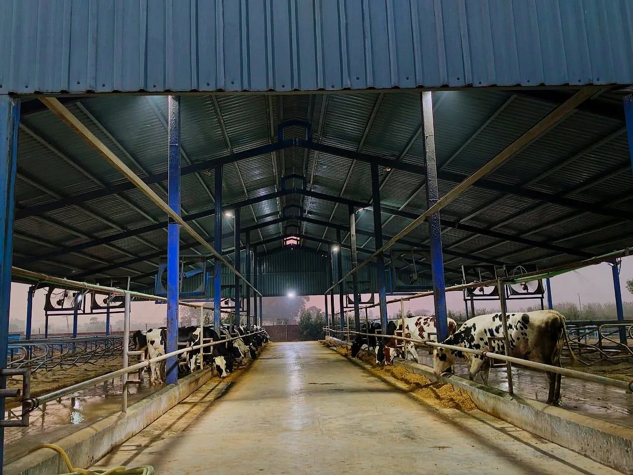 Pure milk source - Farm soil in Lahore