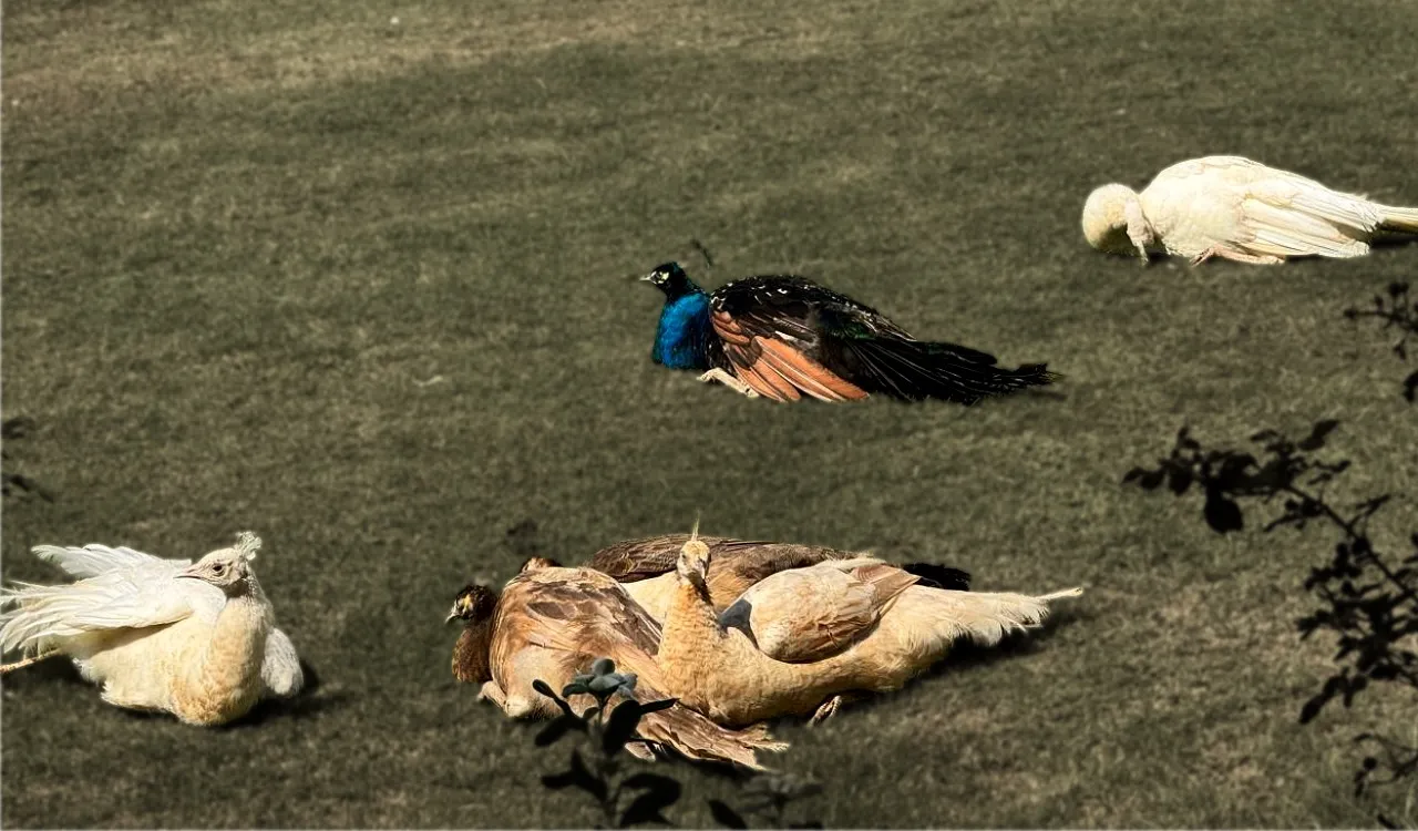 Come visit the Haq Fresh Milk farm in Lahore