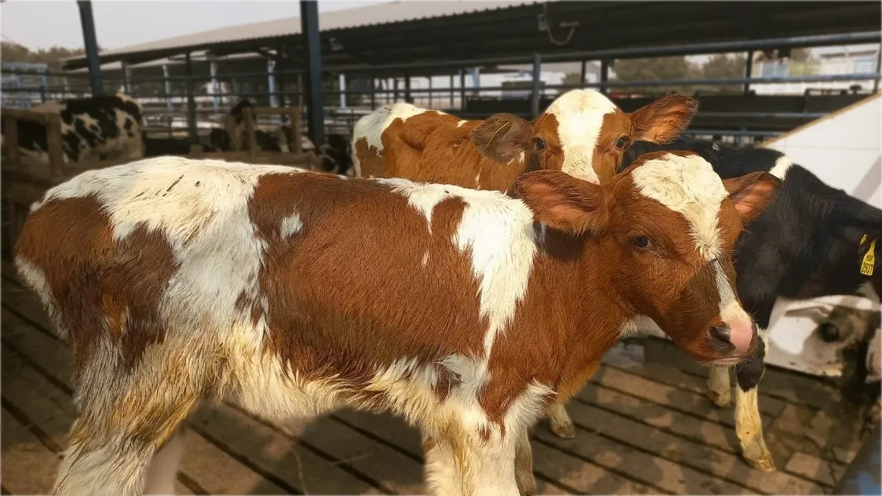 Healthy Dutch cows - Haq Fresh farm Lahore