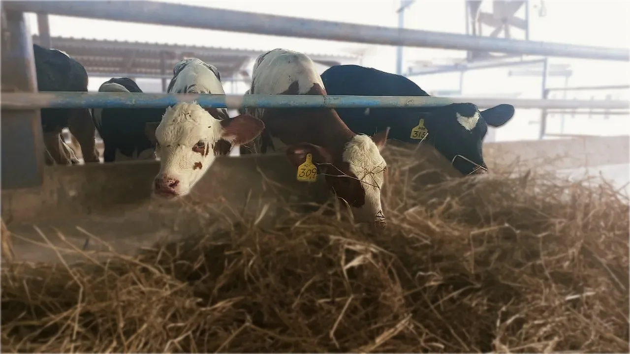 Haq Fresh — healthy Dutch cattle herd