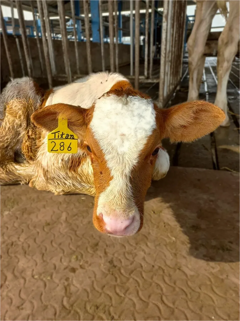 A Dutch cow at the Haq Fresh farm in Lahore