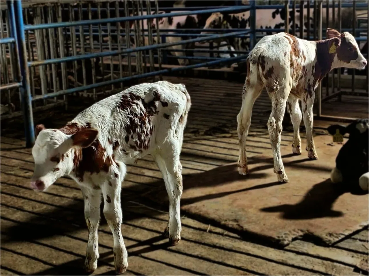 Haq Fresh Milk — hygienic milking area